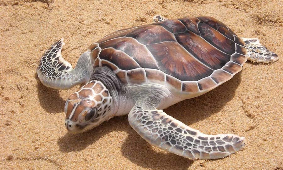 4 amazing things you must do in Suriname